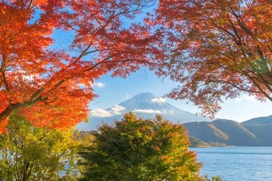 mountain fuji with red maple leaves or fall foliage in colorful autumn season near fujikawaguchiko, yamanashi. five lakes. trees in japan with blue sky. nature landscape background