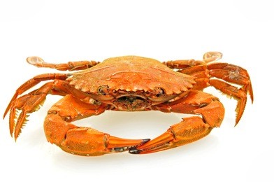 a crab on a white background