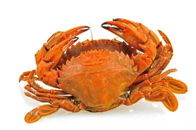 a crab on a white background