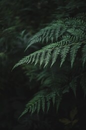 fern leaves in the deep dark forest