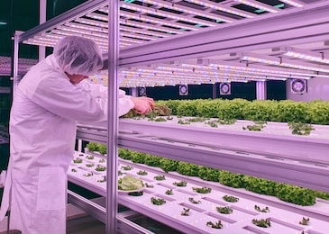 vertical farm(indoor farm) researcher takes care of vegetables growing on vertical farm. vertical farming is sustainable agriculture for future food.