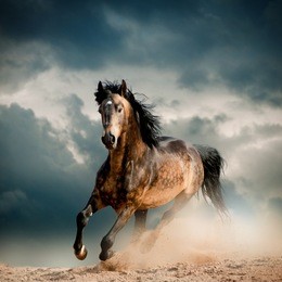 wild stallion in dust