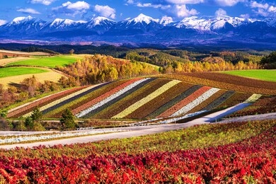 this is the autumn landscape at biei hill in hokkaido prefecture, japan.