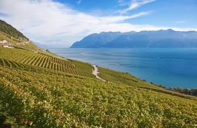 vineyards of the lavaux region over lake leman (lake of geneva)
