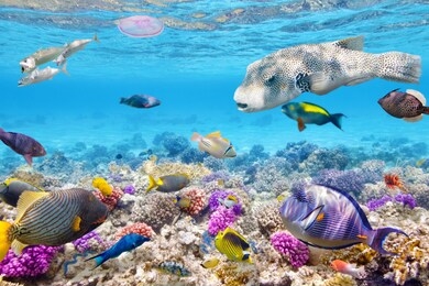 very beautiful fishes in between the ocean