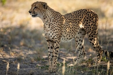 wild african cheetah, beautiful mammal animal. africa, kenya