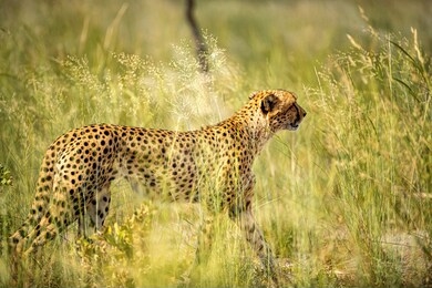wild african cheetah, beautiful mammal animal. africa, kenya