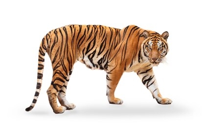royal tiger (p. t. corbetti) isolated on white background clipping path included. the tiger is staring at its prey. hunter concept.