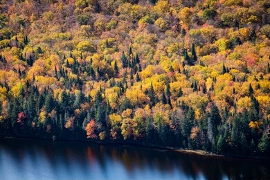 forest aerial view in beautiful autumn colors 