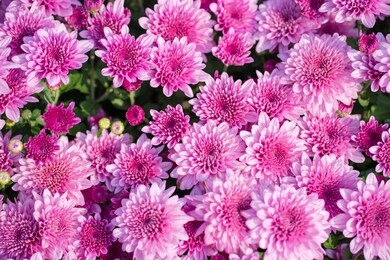 blossom pinkish purple chrysanthemum  (hardy mums) flower in the garden with green leaf of summer sunshine.