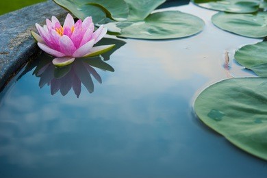 beautiful pink lotus, water plant with reflection in a pond