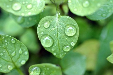 dew droplets on green leaves