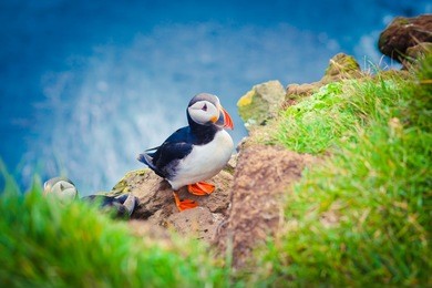 atlantic puffin in iceland