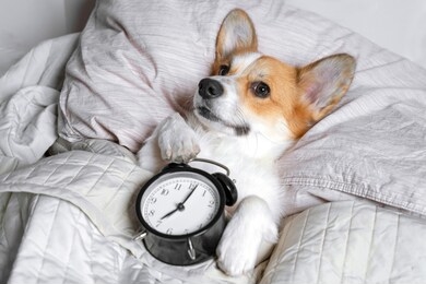 cute red and white corgi sleeps on the bed on its back with alarm clock in paws.