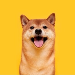 happy shiba inu dog on yellow. red-haired japanese dog smile portrait