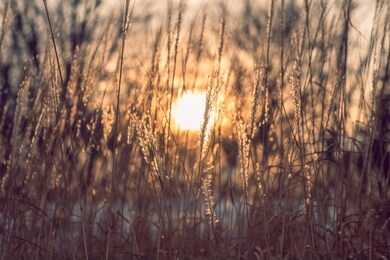 chinese silver grass at sunset.