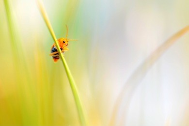 cucurbit leaf beetle, aulacophora indica