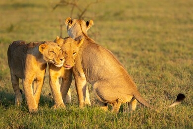 lion image from botswana, africa