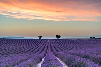 th lavender fields in france