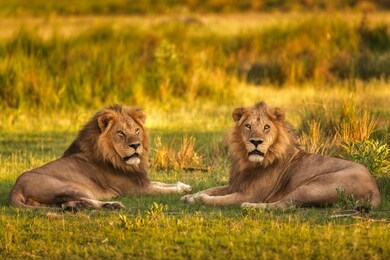 lions of moremi game reserve in botswana
