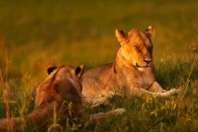 lions of moremi game reserve in botswana