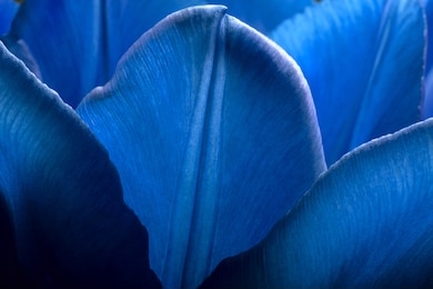 tulips of deep dark blue color closeup macro. petals of dark blue trendy phantom blue color tulips close-up macro background texture.