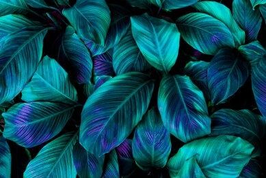 leaves of spathiphyllum cannifolium, abstract green texture, nature background, tropical leaf