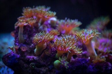 pretty anemones in sea coral reef aquarium motion nature 