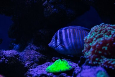 angelfish in blue water sea coral reef aquarium nature fish wild
