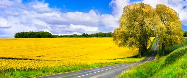 beauty in nature . beautiful countryside of france. blooming yellow rape fields and arch tree