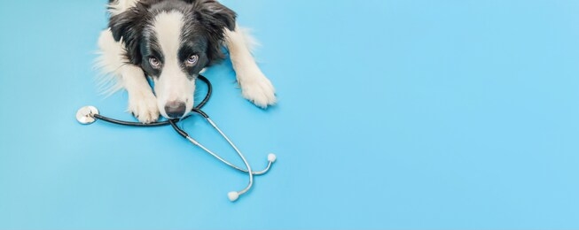 puppy dog border collie and stethoscope isolated on blue background. little dog on reception at veterinary doctor in vet clinic. pet health care and animals concept. banner
