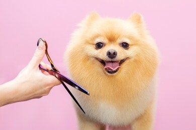 dog gets hair cut at pet spa grooming salon. closeup of dog. the dog is trimmed with scissors. pink background. groomer concept