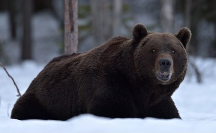  grinning bear with open mouth lies in the snow in winter forest at night. 
 big adult male of brown bear, scientific name: ursus arctos. natural habitat.