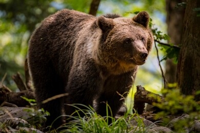 slovenian bears near border slovenia croatia bear wood forest