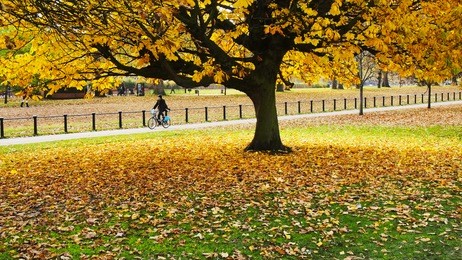 brightly colored tree in autumn at london hyde park with a man riding a bike in the background