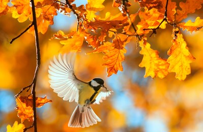 beautiful little bird tit flies in the autumn clear park by the branch of an oak with golden foliage on a sunny day