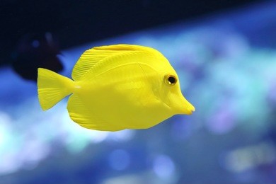 yellow tang fish or zebrasoma flavesenes in the aquarium
