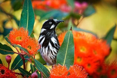 new holland honeyeater - phylidonyris novaehollandiae - australian bird with yellow color in the wings feeding on the red bloom. australia, tasmania.