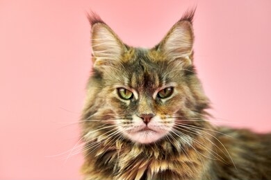maine coon tortoiseshell cat, close up portrait. adult female maine coon purebred cat on pink background. tortie shorthair cat with funny look.