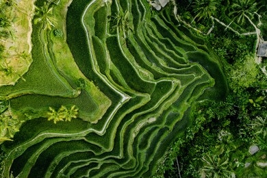 drone view of rice plantation in bali with path to walk around and palms.rice terraces photos from the height, bali, indonesia, ubud, the geometry of the rice field