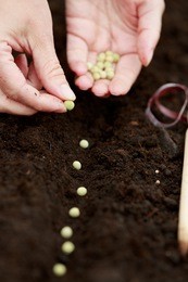 gardening, sowing - woman sowing seeds into the soil