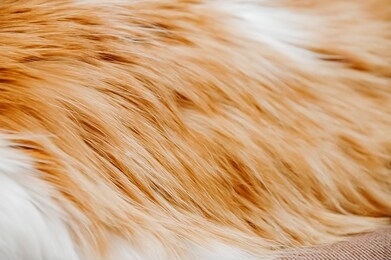 
the hair of a cat. longhair cat. red fluffy cat.