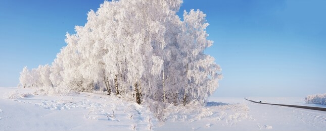 winter landscape with trees and road