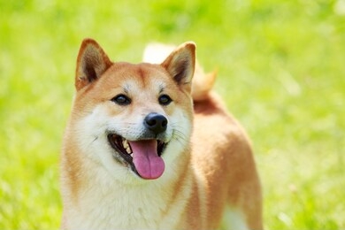 the dog breed shiba inu close up on green grass