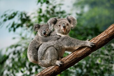 koala, phascolarctos cinereus, female carrying young on its back  