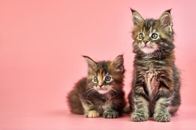 maine coon tortoiseshell kittens. cute shorthair purebred cat on pink background. tortie coat color attractive kitties from new litter.
