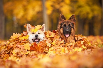 two dogs lying in leaves 