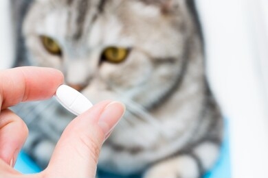 white tablet in in a female hand on a background of a cat. medicines and synthetic vitamins for animals. veterinary care.