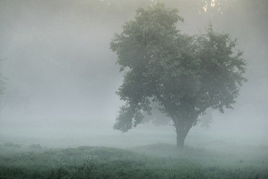 mystical tree silhouette in fog