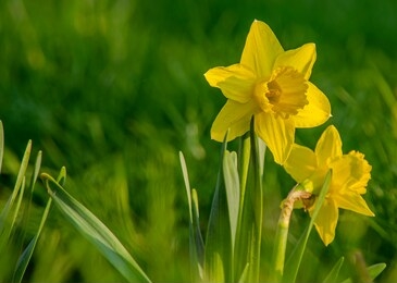 beautiful colorful narcissus or daffodil close up evening light. narcissus is a genus of predominantly spring perennial plants of the amaryllis family, amaryllidaceae.